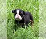 Small Photo #14 Bulldog Puppy For Sale in WINNSBORO, TX, USA