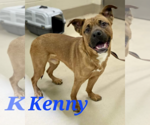 Barley - Male Black Mouth Cur-Labrador Retriever Mix Dog for Adoption - Photo #11