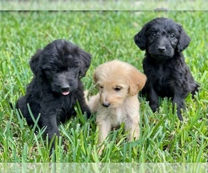 Goldendoodle Puppy for sale in ORANGE, CA, USA