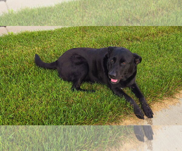 Medium Photo #2 Labrador Retriever-Unknown Mix Puppy For Sale in Minneapolis, MN, USA