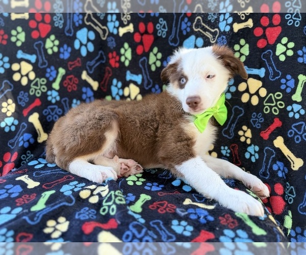 Medium Photo #5 Miniature Australian Shepherd Puppy For Sale in LAKELAND, FL, USA