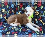 Small #4 Miniature Australian Shepherd