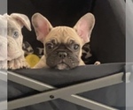 Puppy Bear French Bulldog