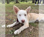 Small #2 Siberian Husky Mix