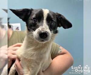 Feist Terrier-Unknown Mix Dogs for adoption in Washington, DC, USA