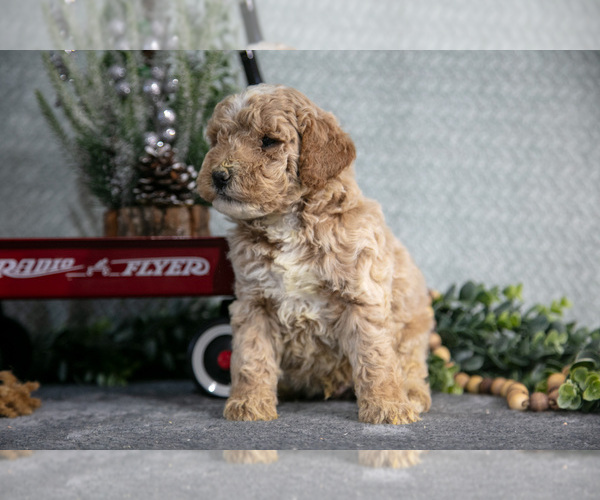 Medium Photo #3 Poodle (Miniature) Puppy For Sale in WOLCOTTVILLE, IN, USA