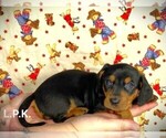 Small Photo #2 Dachshund Puppy For Sale in WINNSBORO, LA, USA