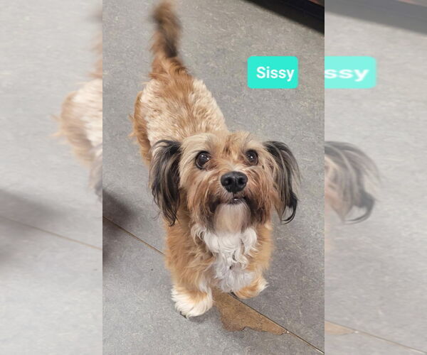 Medium Photo #2 Mal-Shi Puppy For Sale in Richmond, IN, USA