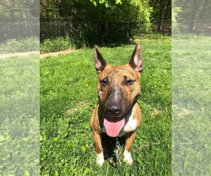 Tigger - Male American Pit Bull Terrier-Bull Terrier Mix Dog for Adoption - Photo #4