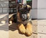 Small Photo #7 German Shepherd Dog Puppy For Sale in LOUISA, VA, USA