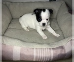 Puppy 1 Chorkie-Shih Tzu Mix