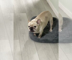 French Bulldog Dogs for adoption in Chandler, AZ, USA