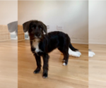 Small #1 Mutt