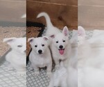 Small #2 German Shepherd Dog