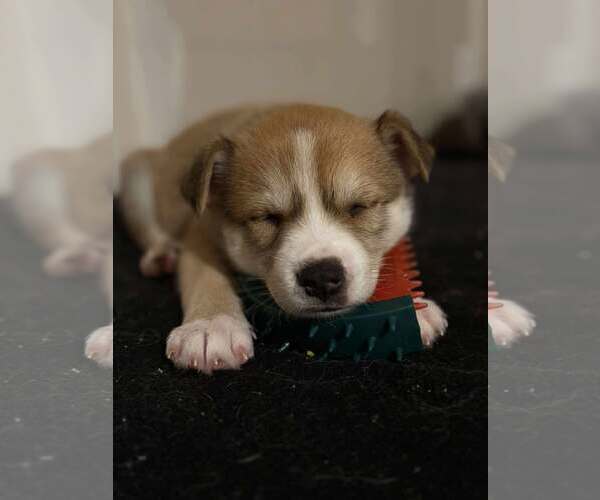 Medium Photo #3 Siberian Husky-Unknown Mix Puppy For Sale in Gretna, NE, USA