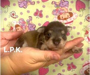 Schnauzer (Miniature) Puppy for sale in WINNSBORO, LA, USA