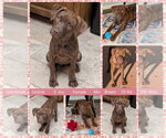 Small #2 Chesapeake Bay Retriever Mix