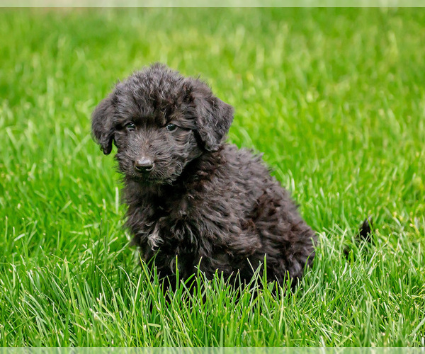 Medium Photo #7 Shepadoodle Puppy For Sale in JOHNSON, KS, USA