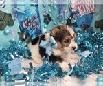 Small #3 Yorkshire Terrier