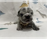 Small Photo #16 French Bulldog Puppy For Sale in NEWARK, NJ, USA