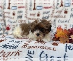 Small #8 Shih-Poo