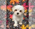 Small Photo #2 Maltese Puppy For Sale in FORT WORTH, TX, USA