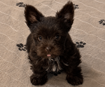 Small #2 Yorkshire Terrier