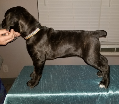 Medium Photo #1 Cane Corso Puppy For Sale in IMPERIAL, MO, USA