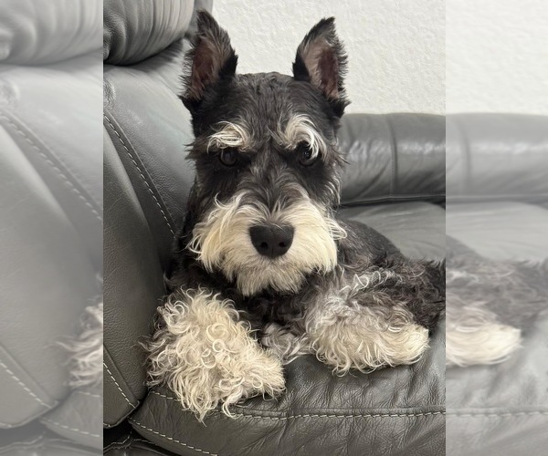 Medium Photo #1 Schnauzer (Miniature) Puppy For Sale in MIAMI, FL, USA