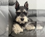 Small Photo #1 Schnauzer (Miniature) Puppy For Sale in MIAMI, FL, USA