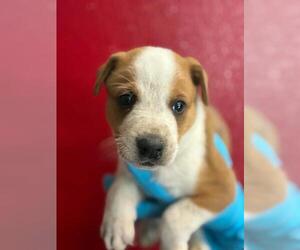 Texas Heeler-Unknown Mix Dogs for adoption in Visalia, CA, USA