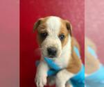 *LUCKY - Male Texas Heeler-Unknown Mix Dog for Adoption - Small photo