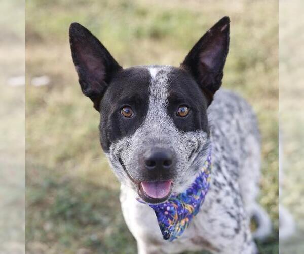 Medium Photo #1 Mutt Puppy For Sale in San Antonio, TX, USA