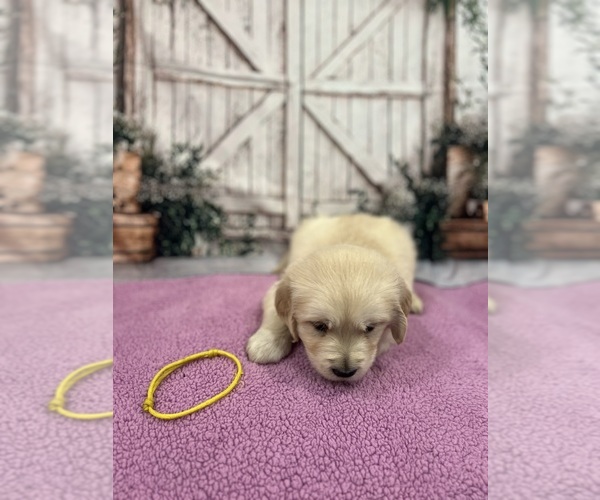 Medium Photo #18 English Cream Golden Retriever Puppy For Sale in BUSHNELL, FL, USA