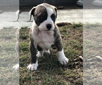 Small #5 American Bulldog