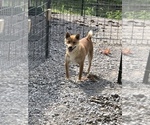 Small Photo #1 Shiba Inu Puppy For Sale in HARRISBURG, MO, USA