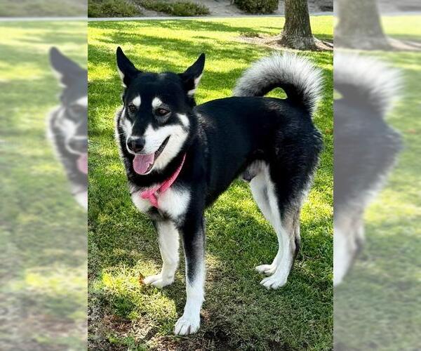 Medium Photo #2 Gerberian Shepsky Puppy For Sale in Redlands, CA, USA