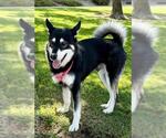 Small #1 Gerberian Shepsky