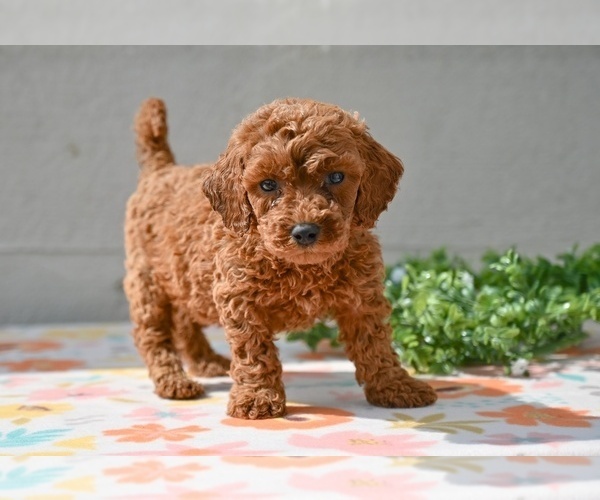 Medium Photo #2 Poodle (Miniature) Puppy For Sale in MILLERSBURG, OH, USA