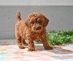Small #1 Poodle (Miniature)