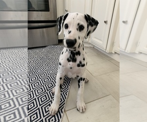 Dalmatian Puppy for sale in PHOENIX, AZ, USA