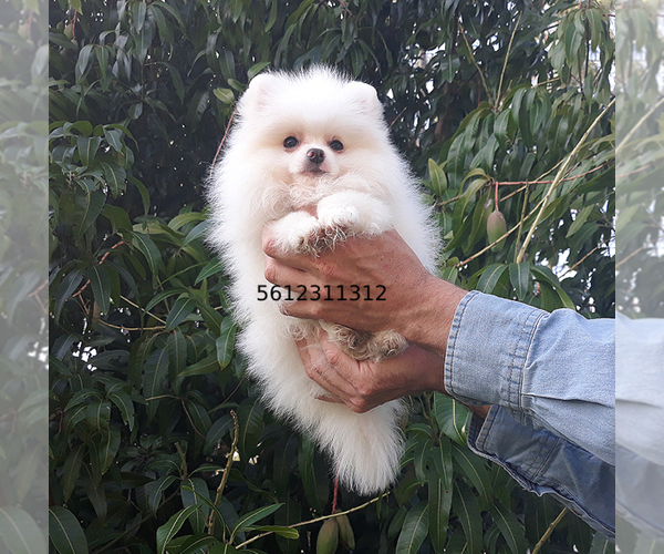 Medium Photo #25 Pomeranian Puppy For Sale in PALM BCH GDNS, FL, USA