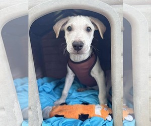 Labrador Retriever-Unknown Mix Dogs for adoption in NYC, NY, USA