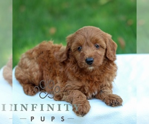 Goldendoodle (Miniature) Puppy for sale in LITITZ, PA, USA