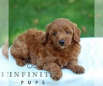Small Goldendoodle (Miniature)