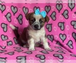 Small Photo #6 Cowboy Corgi Puppy For Sale in LAKELAND, FL, USA