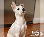 Small #10 Labrador Retriever Mix