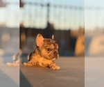 Small #17 French Bulldog