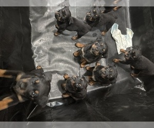 Rottweiler Puppy for sale in AMITY HARBOR, NY, USA