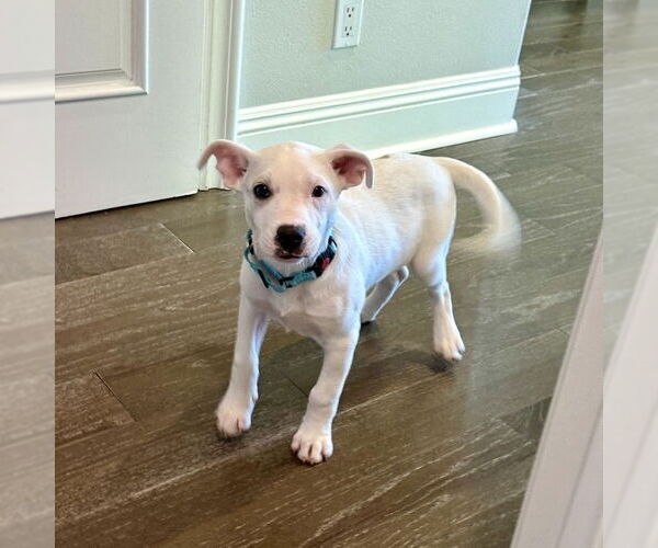 Medium Photo #5 Aussiedor Puppy For Sale in San Juan Capistrano, CA, USA